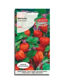 miechunka-owoce-jak-lampiony-ozdobna-roslina-nasiona-torseed