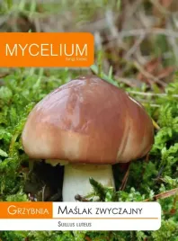 grzybnia-maslak-zwyczajny-grzyby-lesne-w-ogrodzie