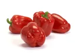 papryka-granova-slodka-czerwona-nasiona-marka-torseed