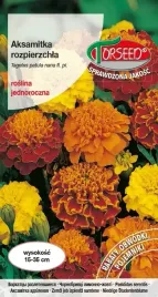 aksamitka-rozpierzchla-mieszanka-nasiona-niska