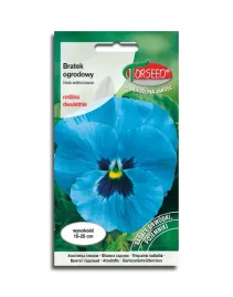 bratek-szwajcarski-niebieski-z-plama-nasiona