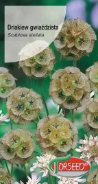 drakiew-gwiazdzista-na-jesienne-kompozycje-nasiona