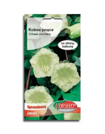 kobea-pnaca-biala-nasiona-kwiatow