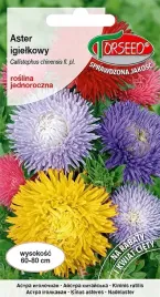 aster-igielkowy-mieszanka-nasiona-kwiatow