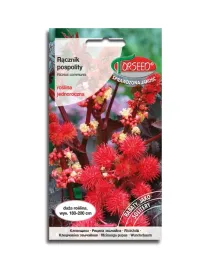 racznik-czerwonolistny-piekne-liscie-nasiona