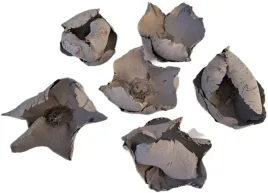 palm-cup-szary-6-12-cm-6-sztuk-palmbluete-kwiat-orzecha-susz-egzotyczny