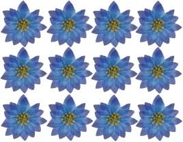niebieska-gwiazda-betlejemska-poinsecja-6-cm-12-sztuk-choinka-swieta-granat