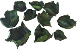 palm-cup-zielony-6-12cm-10-sztuk-kwiat-orzech-susz-egzotyczny-swieta-stroik