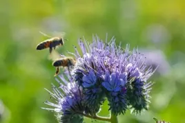 facelia-na-poplon-nasiona-roslina-miododajna-1kg