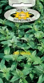 mieta-pieprzowa-wieloletnia-nasiona
