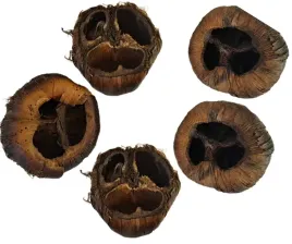 talami-naturalne-5-sztuk-trupie-czaszki-6-10cm-susz-egzotyczny-dekor-stroik