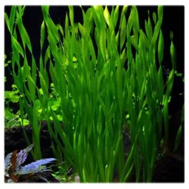 vallisneria-asiatica-koszyk-xxl-piekny-niski-nurzaniec