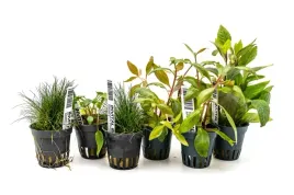 invital-kolekcja-roslin-do-akwarium-do-50-litrow-6-roslin