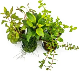 invital-kolekcja-5-bezpretensjonalnych-roslin-akwariowych