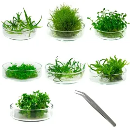 zestaw-roslin-pierwszego-planu-trawnik-do-akwarium-7-gatunkow-gratis