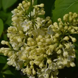 lilak-pospolity-primrose-wyjatkowy-kremowozolty-pieknie-pachnie-2l