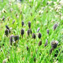trawa-sesleria-sadleriana-tatrzanska-ciemnofioletowe-kwiatostany-1l