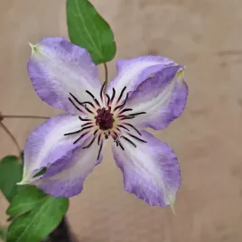 powojnik-misayo-wielkokwiatowy-1l-niebieskofioletowy-clematis-pnacy