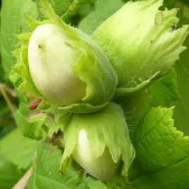 orzech-laskowy-webba-cenny-wczesnie-i-obficie-owocuje-2l