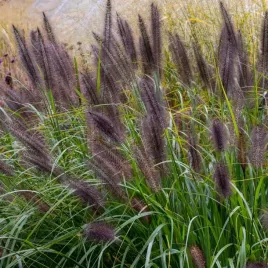 rozplenica-japonska-black-beauty-efektowna-trawa-ozdobna-sadzonka-1l