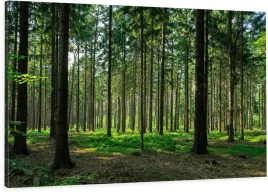 obraz-na-plotnie-scienny-do-salonu-120x80-naturalny-las-drzewa-mech