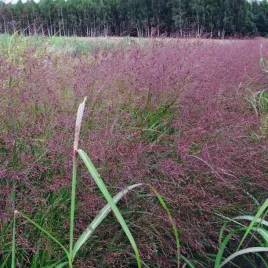 proso-rozgowate-warrior-1l-efektowne-klosy