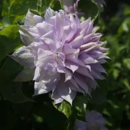 powojnik-vyvyan-pennell-wielkokwiatowy-pelne-lawendowe-kwiaty-2l