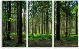 tryptyk-obraz-na-sciane-do-salonu-sypialni-naturalny-las-drzewa-mech