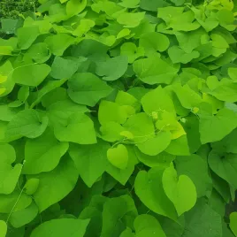 kokornak-wielkolistny-silne-pnacze-o-ogromnych-lisciach-sadzonka-2l