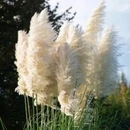 trawa-pampasowa-biala-white-feather-pioropusz-duza-sadzonka-w-doniczce-2l