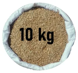zyto-na-poplon-ozimy-czyste-prosto-od-rolnika-zbior2025-10kg