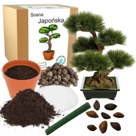 zestaw-do-uprawy-bonsai-sosna-japonska-nasiona-krzew-ozdobny