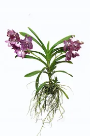 storczyk-orchidea-vanda-rozowy-bez-podloza