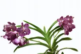 storczyk-orchidea-vanda-rozowy-bez-podloza-rodzaj-rosliny-inny