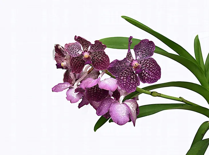 storczyk-orchidea-vanda-rozowy-bez-podloza-waga-z-opakowaniem-1-kg