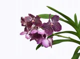 storczyk-orchidea-vanda-rozowy-bez-podloza-waga-z-opakowaniem-1-kg