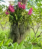 storczyk-orchidea-vanda-rozowy-bez-podloza-wysokosc-sadzonki-50-cm