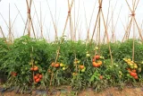 storczyk-orchidea-vanda-rozowy-bez-podloza-rodzaj-rosliny-inny-roslina-w-postaci-inna