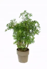 polyscias-fruticosa-hawaiina-ming-bonsai-p12-drzewo