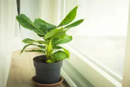 musa-tropicana-piekny-bananowiec-30-35-cm