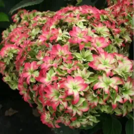 hortensja-ogrodowa-magical-farfalla-gwiazdkowa