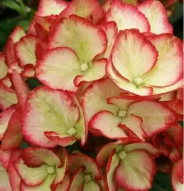 hortensja-ogrodowa-magical-flamenco-zmienia-kolory