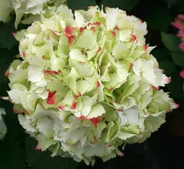 hortensja-ogrodowa-magical-wings-zmienia-kolory