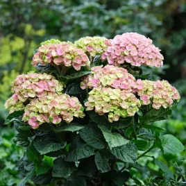 hortensja-ogrodowa-magical-amazone-zmienia-kolory