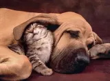 puzzle-500-hq-cuddles-kod-producenta-35020