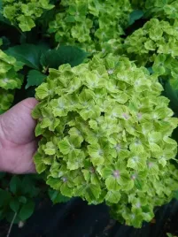 hortensja-ogrodowa-magical-rhapsody-mocno-zielona