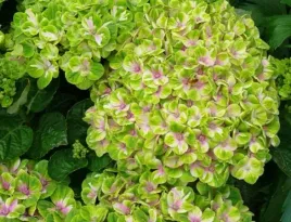 uniktowa-hortensja-magical-coral-limonkowo-rozowa