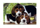 puzzle-500-hq-close-together-stan-nowy