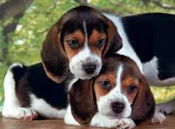 puzzle-500-hq-close-together-kod-producenta-30289