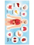 naklejki-anatomia-czlowieka